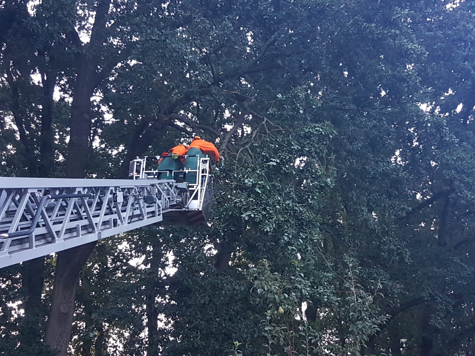 IMG-20180810-WA0001 1533932748767 IMG-20180810-WA0001 1533932748767